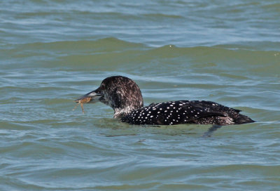 Common Loon