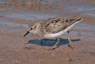 Least Sandpiper