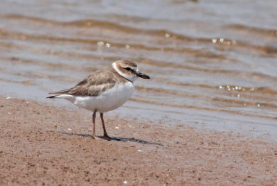 Wilson's Plover