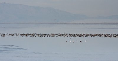 Great Salt Lake Ducks