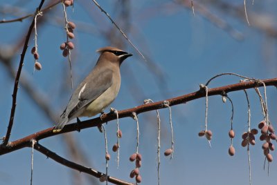 Cedar Waxwing