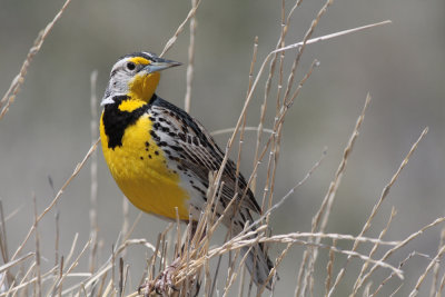 Western Meadowlark