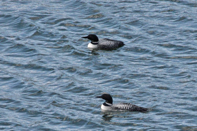 Common Loons