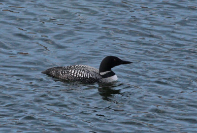 Common Loon