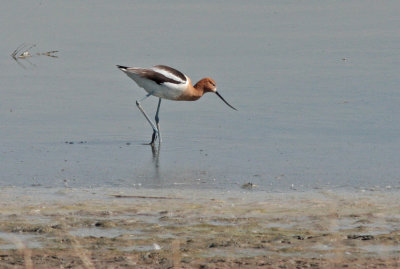 American Avocet