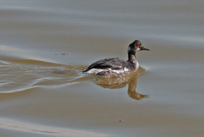 Eared Grebe