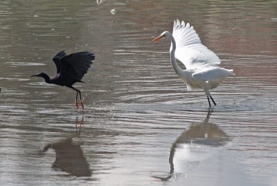 Black Heron and Great Egret