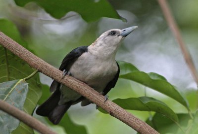 White-headed Vanga