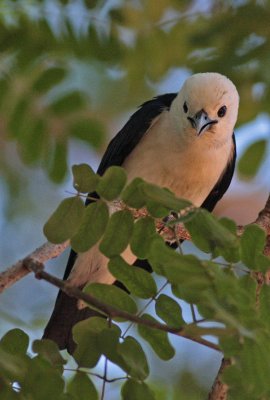 White-headed Vanga