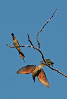 Madagascar Bee-eaters