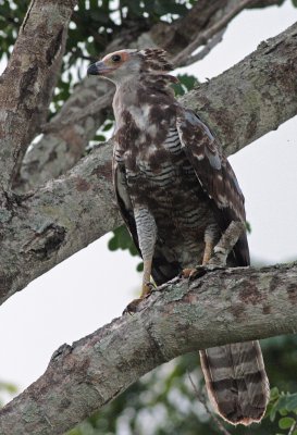 Madagascar Harrier-hawk