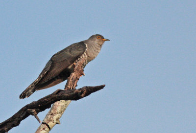Madagascar Lesser Cuckoo