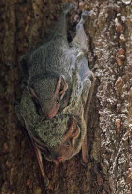 Bats (Madagascar)