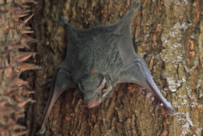 Bat (Madagascar)