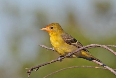 Western Tanager