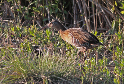 Clapper Rail (and chick)