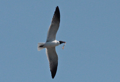 Laughing Gull with worm