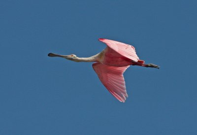 Roseate Spoonbill