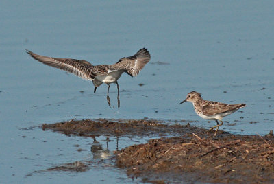 Semipalmated and Least Sandpipers