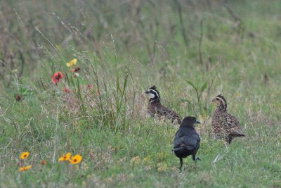 Northern Bobwhites with Grackle