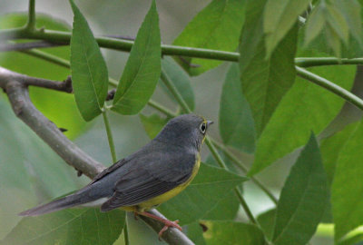 Canada Warbler