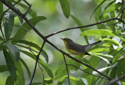 Canada Warbler