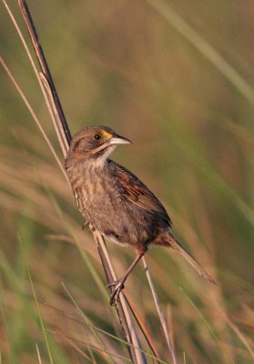 Seaside Sparrow