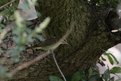 Black-whiskered Vireo