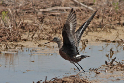 Hudsonian Godwit