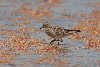 Buff-breasted Sandpiper