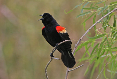 Red-winged Blackbird