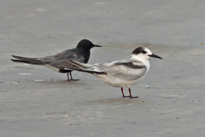 Black Tern and Common Tern