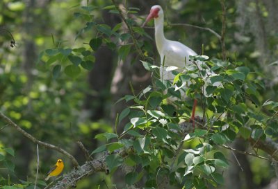 Prothonotary Warbler and White Ibis