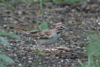 Lark Sparrow