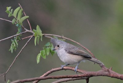 Black-crested Titmouse