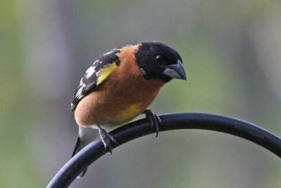 Black-headed Grosbeak