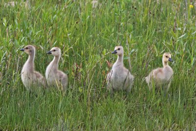 Canada Geese