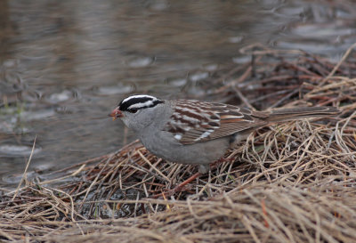 White-crowned Sparrow