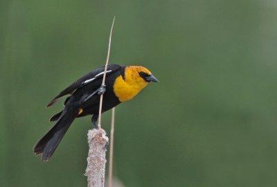 Yellow-headed Blackbird