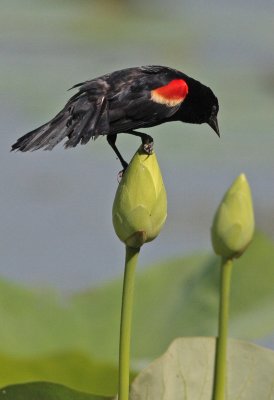 Red-winged Blackbird