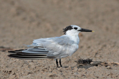 Sandwich Tern