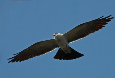 Mississippi Kite