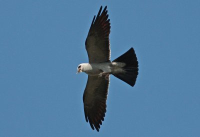 Mississippi Kite