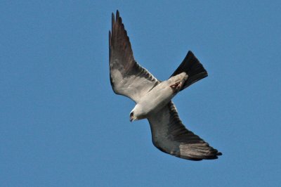 Mississippi Kite