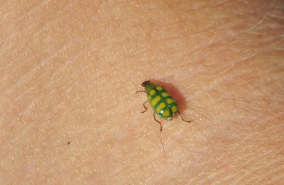 Little Green Bug