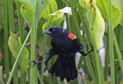 Red-winged Blackbird