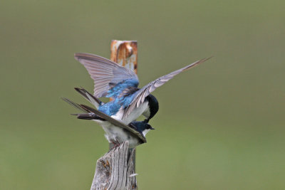 Tree Swallows