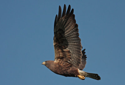 Swainson's Hawk