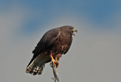 Swainson's Hawk (Dark morph)