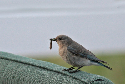 Mountain Bluebird